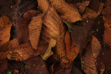 Background of dry leaves in the Autumn