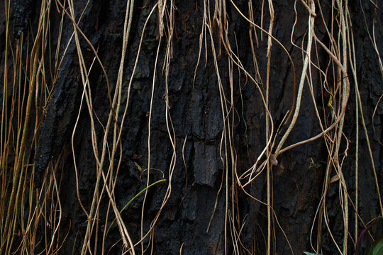 Aerial roots on the black tree trunk