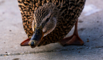 Detailed portrait Photo of a female wild duck eating