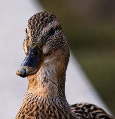 Detailed portrait Photo of a female wild duck