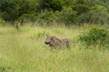 Common warthog is alert in the meadow. African safari in Hluhluwe and Imfolozi national park. Warthog during spring season. 