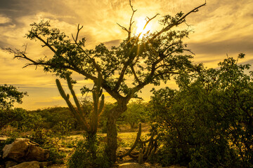 CAATINGA NORDESTE BRASIL