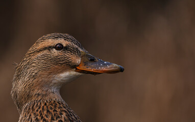 Detailed portrait Photo of a female wild duck