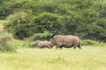 Fototapeta premium White rhinoceros in the Hluhluwe Imfolozi Park. Rhino on the grazing area. Endangered species in Africa. Safari in South Africa.