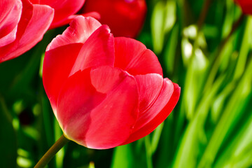 Naklejka premium Closeup of a sunlit red tulip