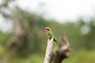 White fronted bee eater in the Hluhluwe Imfolozi Game Reserve. African safari . Bee eater take a rest.