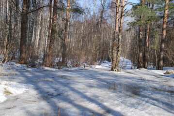 Obraz premium Snow-covered road with car tire tracks. It was a sunny spring day, a narrow road covered with snow on the snow there were imprinted footprints of people and tracks from car tires. Shadows from trees f