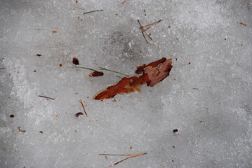 The flying bark of a pine tree lies in the snow. The melted snow soaked in water is white-gray. Part of the pine bark and fallen pine needles lie on the snow.