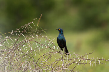 Cape starling observe surrounding. African safari in the Hluhluwe Imfolozi Park Wilderness Area. Calm bird on the branch.