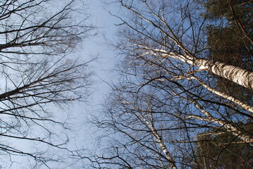 Light blue sky through the branches of tall trees. Spring sunny day. Clear blue sky trunks and branches of trees go up to the sky. The trees are still without leaves.