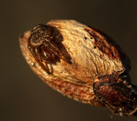 Macro photo of a tiny spider on a tree bud enjoying the spring sun