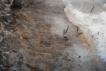A deep puddle in the snow with melted water. A wide and deep puddle formed in the snow. Drops of water drip into the puddle, creating waves on its surface. Last year's grass can be seen at the bottom 
