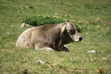 Fototapeta premium cows grazing in the Ibon de Plan, in the Aragonese Pyrenees, located in Huesca, Spain