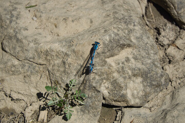 dragonflies in the Ibon del Plan, in the Aragonese Pyrenees, located in Huesca, Spain