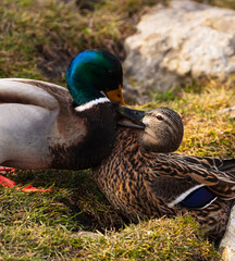 Male and female duck fighting in the mating season