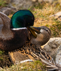 Male and female duck fighting in the mating season