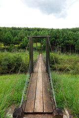 Obraz premium Wooden bridge over river and green pine forest viewed from the inside straight upright