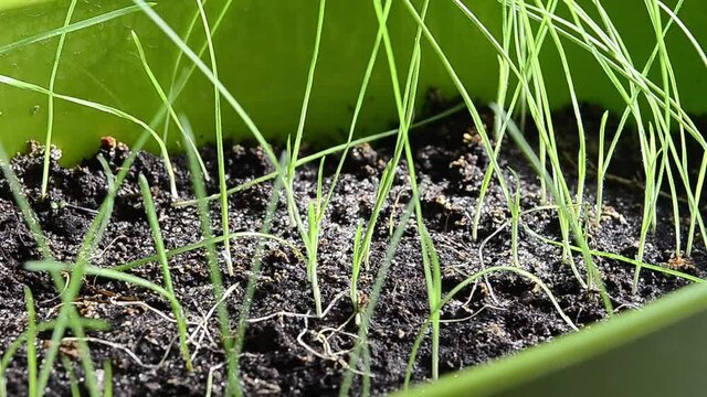 Growing lagurus at home. Young fresh hare tail plant in a pot. Green sprouts in the ground.