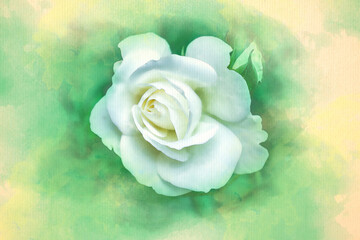 White rose watercolor pattern flower colorful illustration