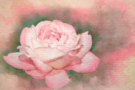 Pink rose watercolor pattern flower colorful illustration