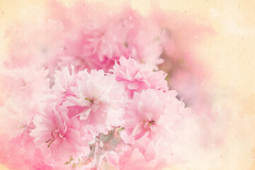 Sakura watercolor pattern pink flowers colorful illustration