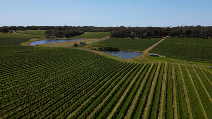 Vineyard grape field and natural lake during sunny day in a Margaret river Farm, Australia