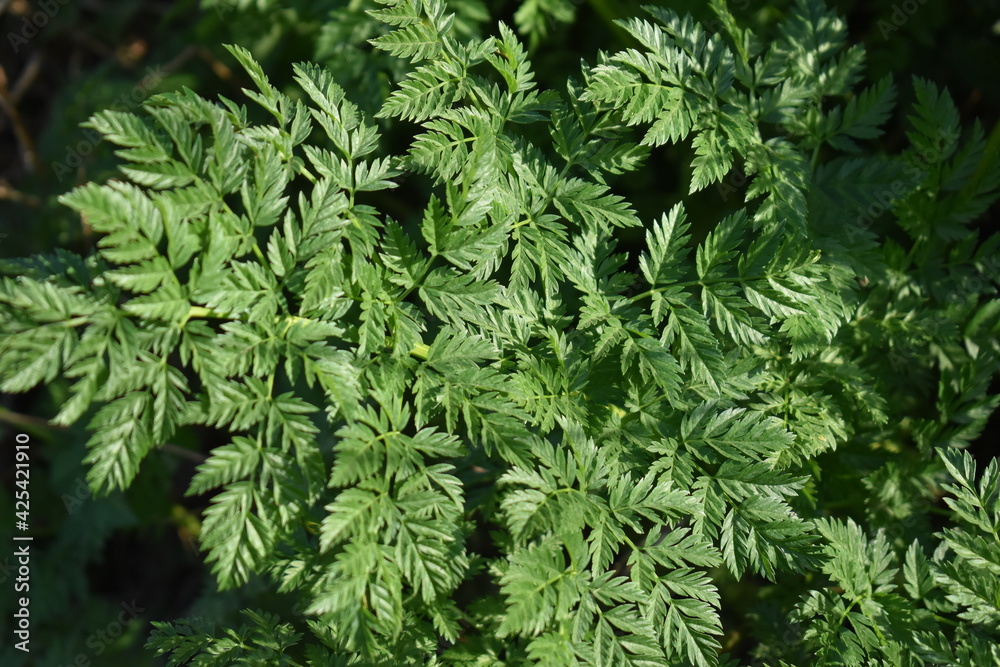 Poster green plant leaves in sunlight