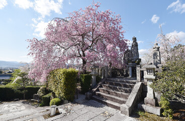 春の円光寺　境内の桜　京都市