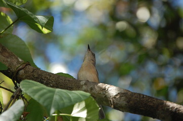 Bee eater