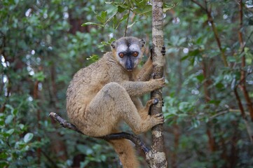 Young lemur