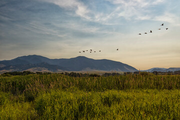 Canada geese (Branta canadensis) flying over marsh at sunset;  near Bozeman, Montana