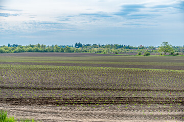 Farmers field.