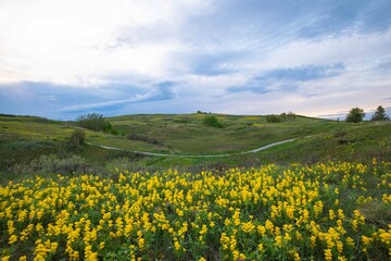 Fototapeta premium Spring landscape in nosehill park, Calgary, Alberta, Canada