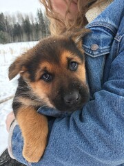 german shepherd dog