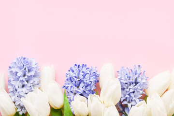 White tulips and blue hyacinths flowers on a pink background. Top view, copy space for text