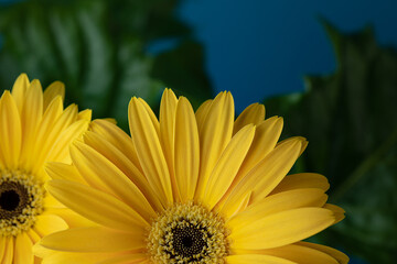 Fresh yellow gerbera flower on the blue background place for the text, invitation, menu, good for design