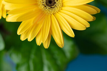 Fresh yellow gerbera flower on the blue background place for the text, invitation, menu, good for design