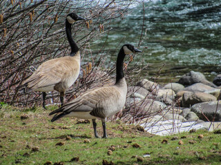 country goose family