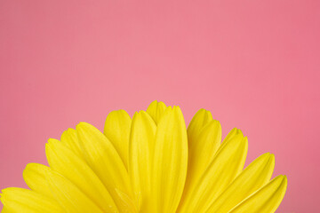 Fresh yellow gerbera flower on the pink background place for the text, invitation, menu, good for design