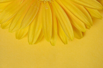 Obraz premium Fresh yellow gerbera flower on the yellow background place for the text, invitation, menu, good for design