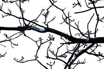branch of a tree
