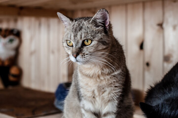 Obraz premium gray and white cat with green eyes