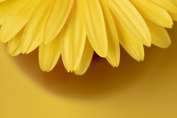 Fresh yellow gerbera flower on the yellow background place for the text, invitation, menu, good for design