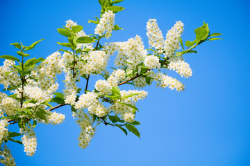 Beautiful white bird cherry blossoms closeup,