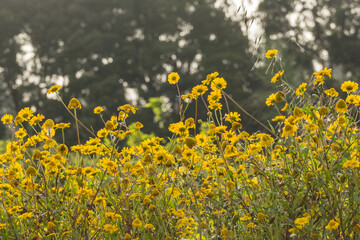 yellow flowers in a field in spring