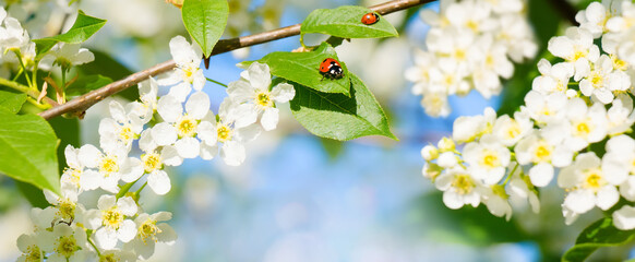 Natural Spring background with ladybug © lumikk555