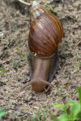 slug (Achatina fulica) on walking on land