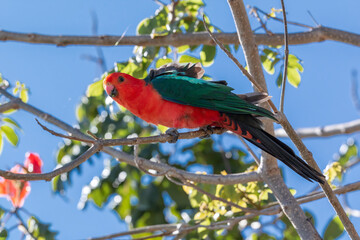 A king parrot gazes down from perch