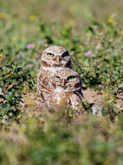 Burrowing Owl