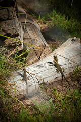 Kangaroo in the zoo. Australia High quality photo